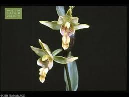 Attēlu rezultāti vaicājumam “Epipactis”