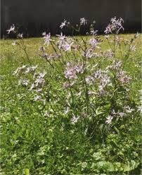 Image result for Lychnis flos-cuculi