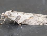 Attēlu rezultāti vaicājumam “Eana incanana”