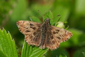 Attēlu rezultāti vaicājumam “Carcharodus floccifera upperside”