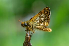 Attēlu rezultāti vaicājumam “Carterocephalus palaemon underside”
