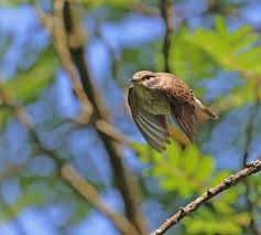 Attēlu rezultāti vaicājumam “Muscicapa striata juvenile”