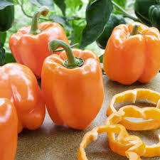 Afbeeldingsresultaat voor orange sun sweet pepper