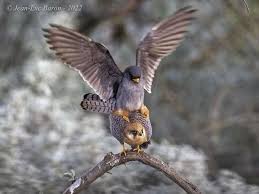 Image result for Falco vespertinus