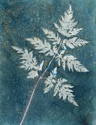 Attēlu rezultāti vaicājumam “Anthriscus sylvestris leaf”