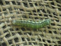 Attēlu rezultāti vaicājumam “Orthosia sp. larva”
