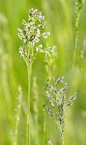 Attēlu rezultāti vaicājumam “Poa angustifolia”