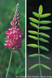 Image result for Onobrychis viciifolia