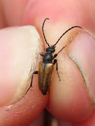 Attēlu rezultāti vaicājumam “Pseudovadonia livida”