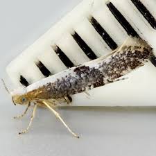 Attēlu rezultāti vaicājumam “Argyresthia spinosella”