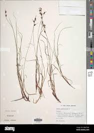 Attēlu rezultāti vaicājumam “Carex globularis flower”