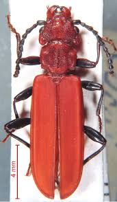 Attēlu rezultāti vaicājumam “Cucujidae”