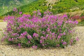 Attēlu rezultāti vaicājumam “Epilobium angustifolium bud”