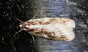 Attēlu rezultāti vaicājumam “Semioscopis oculella”