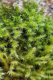 Attēlu rezultāti vaicājumam “Campylium protensum”