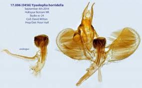 Attēlu rezultāti vaicājumam “Ypsolophidae”