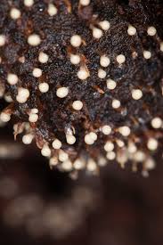 Attēlu rezultāti vaicājumam “Physarum diderma spores”