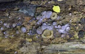 Attēlu rezultāti vaicājumam “Lycogala confusum spores”
