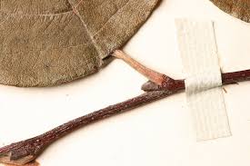 Attēlu rezultāti vaicājumam “Cydonia oblonga”