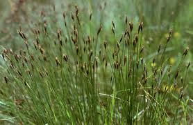 Attēlu rezultāti vaicājumam “Schoenus ferrugineus flower”