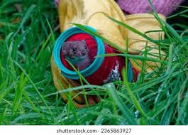 Attēlu rezultāti vaicājumam “Mustela nivalis adult”