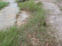 Attēlu rezultāti vaicājumam “Drepanocladus lycopodioides”