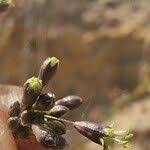 Attēlu rezultāti vaicājumam “Silene otites fruit”