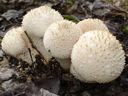 Attēlu rezultāti vaicājumam “Lycoperdon perlatum”