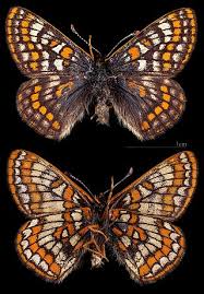 Attēlu rezultāti vaicājumam “Euphydryas maturna”