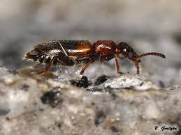 Attēlu rezultāti vaicājumam “Anthicidae”