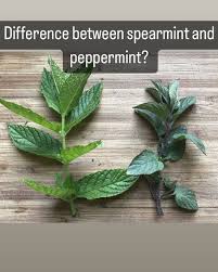 Attēlu rezultāti vaicājumam “Mentha spicata”