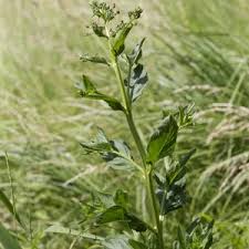 Attēlu rezultāti vaicājumam “Scrophularia umbrosa flower”
