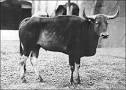      "dating of asia Buffalo"