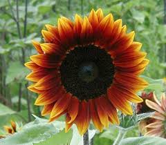 Attēlu rezultāti vaicājumam “Helianthus annuus”