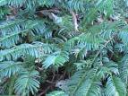 <b>Cephalotaxus</b> harringtonia