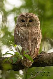 Attēlu rezultāti vaicājumam “Strix aluco female”