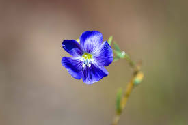 Attēlu rezultāti vaicājumam “Linum catharticum flower”