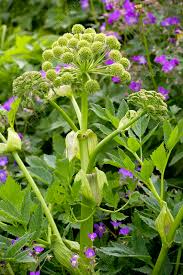 Attēlu rezultāti vaicājumam “Angelica archangelica”