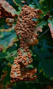 Attēlu rezultāti vaicājumam “Acalitus longisetosus”