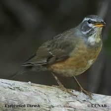 Image result for Turdus obscurus