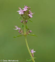 Attēlu rezultāti vaicājumam “Thymus pulegioides fruit”