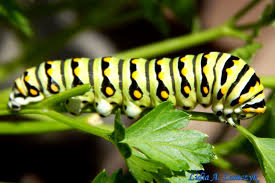 Attēlu rezultāti vaicājumam “Papilionidae”