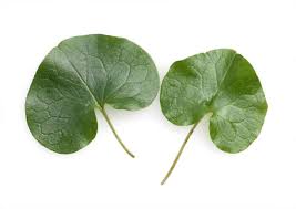 Attēlu rezultāti vaicājumam “Asarum europaeum leaf”