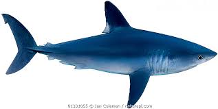 Image result for Lamna nasus