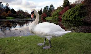 Image result for Sussex Swans