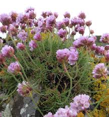 Attēlu rezultāti vaicājumam “Armeria vulgaris leaf”