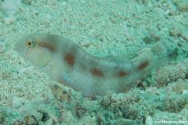 Image result for Xyrichtys novacula