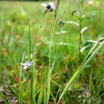 Attēlu rezultāti vaicājumam “Sisyrinchium montanum fruit”