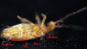 Attēlu rezultāti vaicājumam “Collembola”