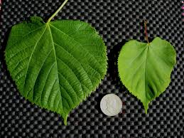 Attēlu rezultāti vaicājumam “Tilia platyphyllos subsp. cordifolia leaf”